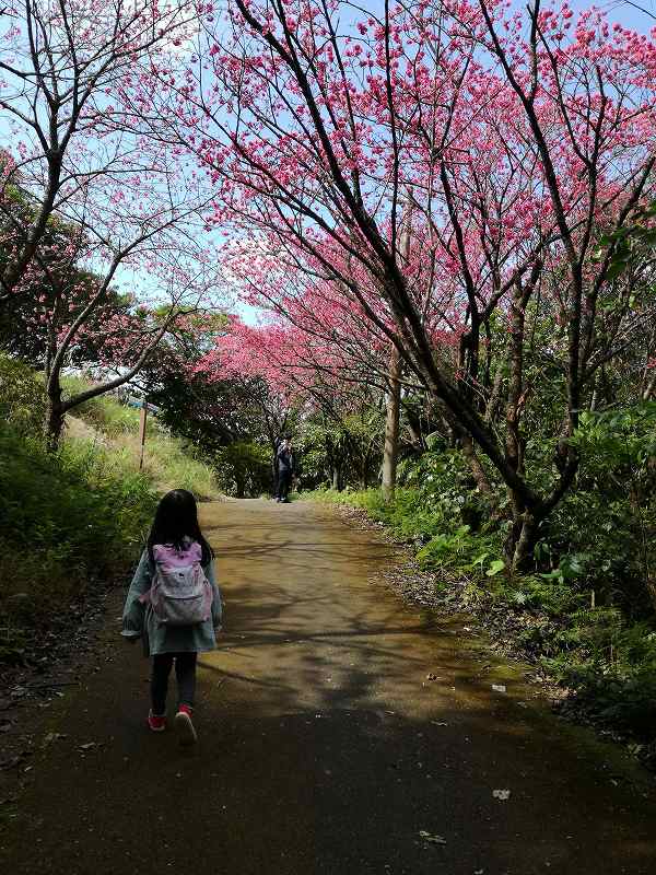 おがみ山の桜の写真